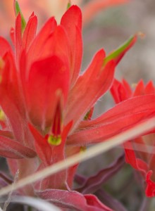 Indian Paintbrush blooms on the mesa.